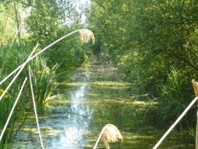 Peupliers bord de l'eau