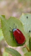 Chrysomele