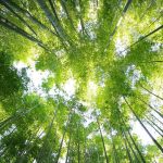 Foret en contre plongée