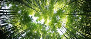 Foret en contre plongée