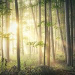 Forêt avec soleil qui transperce