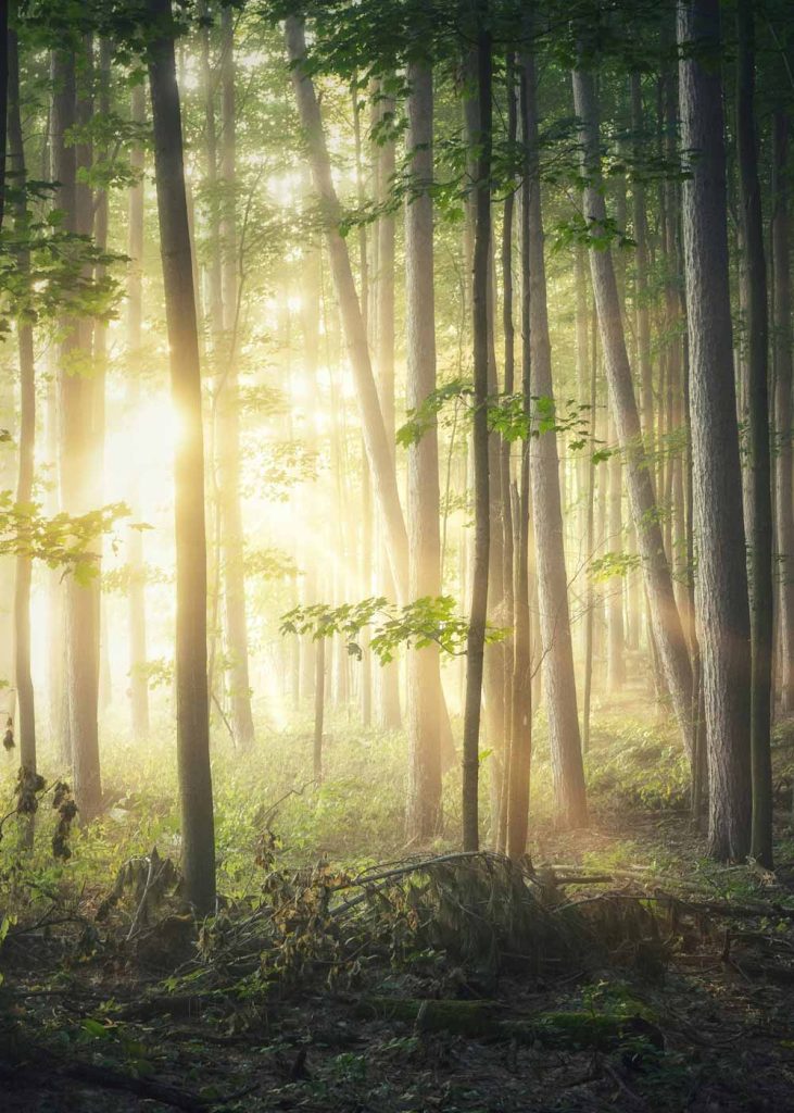 Forêt avec soleil qui transperce